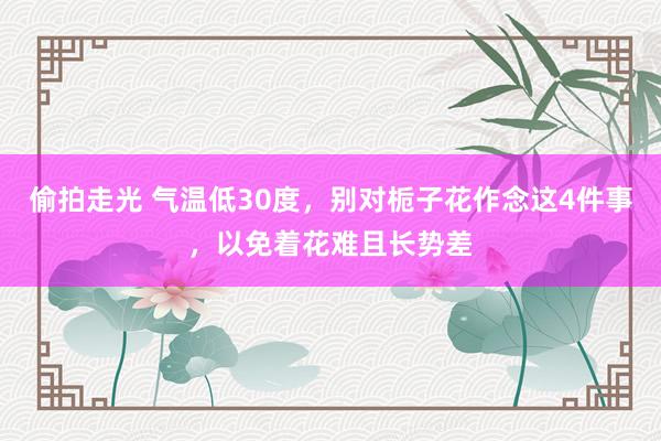 偷拍走光 气温低30度，别对栀子花作念这4件事，以免着花难且长势差