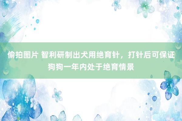 偷拍图片 智利研制出犬用绝育针，打针后可保证狗狗一年内处于绝育情景