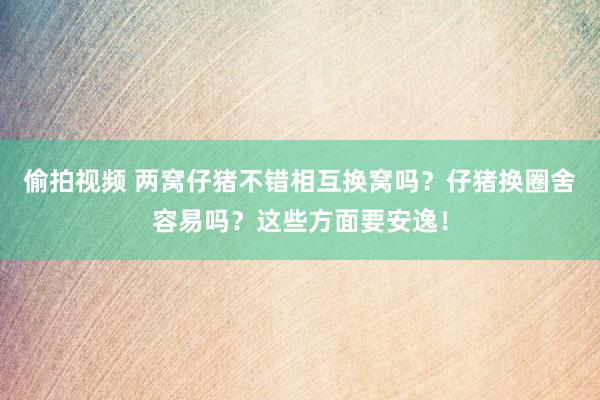 偷拍视频 两窝仔猪不错相互换窝吗？仔猪换圈舍容易吗？这些方面要安逸！