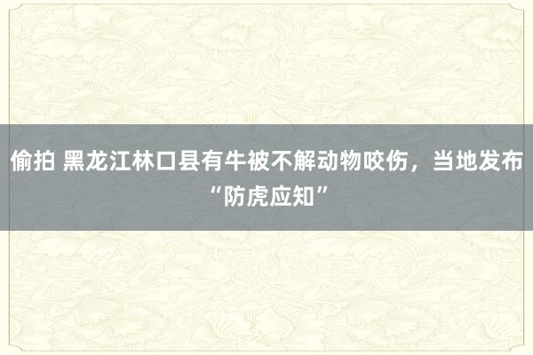 偷拍 黑龙江林口县有牛被不解动物咬伤，当地发布“防虎应知”