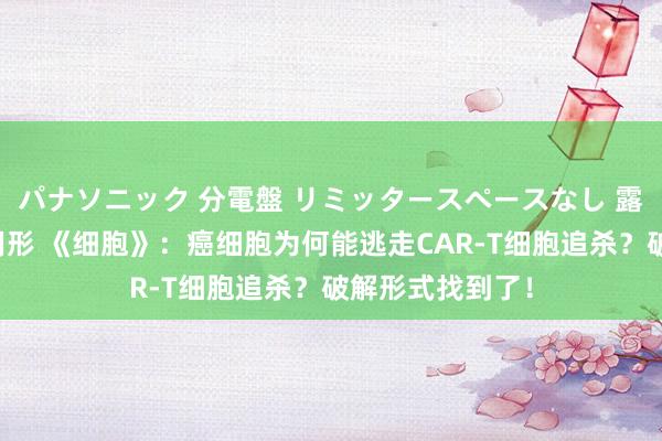 パナソニック 分電盤 リミッタースペースなし 露出・半埋込両用形 《细胞》：癌细胞为何能逃走CAR-T细胞追杀？破解形式找到了！